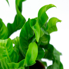 Planta Asplenium Hurricane PT15