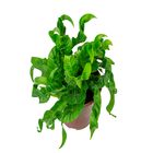 Planta Asplenium Hurricane PT15