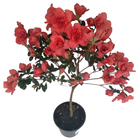 Planta Azaleia Árvore Pote 15