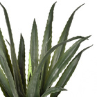 Planta Babosa Médio Verde Grillo