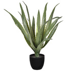 Planta Babosa Médio Verde Grillo