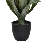 Planta Babosa Médio Verde Grillo