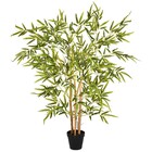 Planta Bambu Grande Verde Grillo