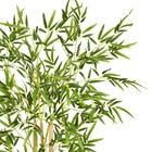 Planta Bambu Grande Verde Grillo