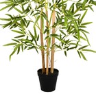 Planta Bambu Grande Verde Grillo