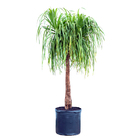 Planta Beaucarnea Guatemalense PT60