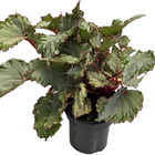 Planta Begonia Beleaf Pote 15