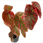 Planta Begonia Brevinosa Pote 15