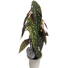 Planta Begonia Maculata Pote 15
