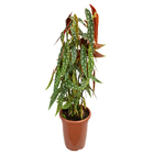 Planta Begonia Maculata PT27