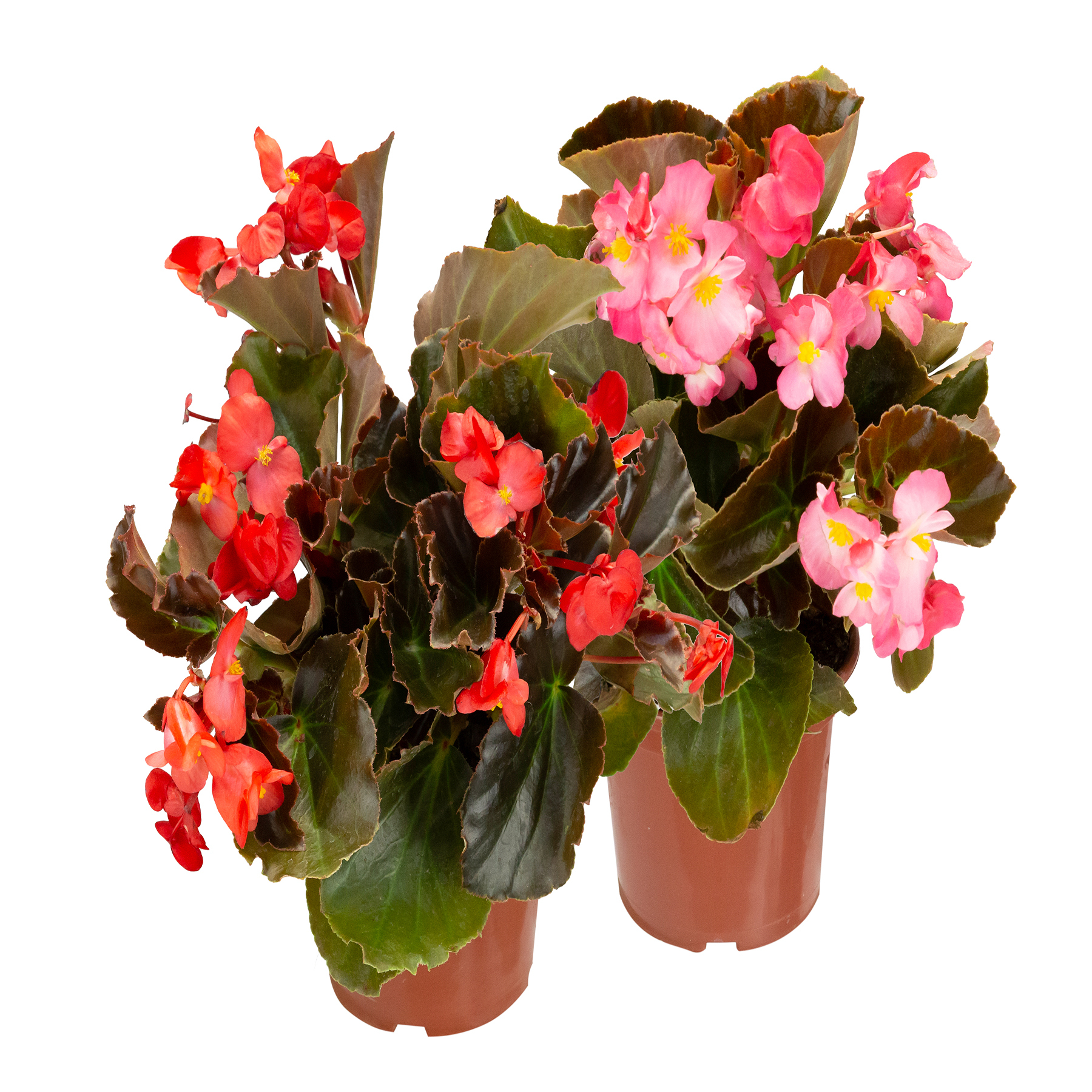 KAN-YO plants　Begonia セット❣️ Begonia Viking Pote 15 Planta Natural | Leroy Merlin