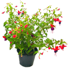 Planta Brinco de Princesa Pote 14