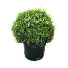 Planta Buchinho Pote 20