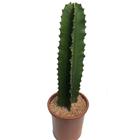 Planta Cactos Mandacaru Pote 30