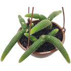 Planta Cactos Rabo de Macaco c18