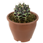 Planta Cactus Gymnocalycium CA08