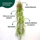 Planta Chifre De Veado Pendente