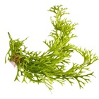 Planta Chifre De Veado Pendente