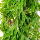 Planta Chifre De Veado Pendente