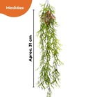 Planta Chifre De Veado Pendente