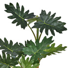 Planta Coleus Médio Verde Grillo