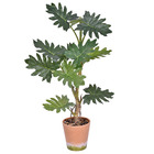 Planta Coleus Médio Verde Grillo