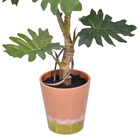 Planta Coleus Médio Verde Grillo