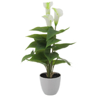 Planta Copo de Leite Variado Pote 14