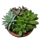 Planta Coquetel Suculentas c18