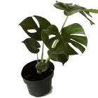 Planta Costela de Adão Pote 20