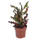 Planta Croton PT11