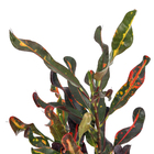 Planta Croton PT11
