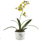 Planta Cymbidium 1 Haste Pote 18