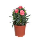 Planta Dianthus Dobrado PT11
