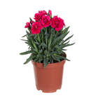 Planta Dianthus Dobrado PT11