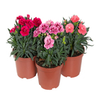 Planta Dianthus Dobrado PT11