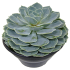 Planta Echeveria c21