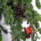 Planta Eechynanthus Twister CA21