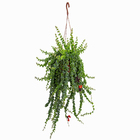 Planta Eechynanthus Twister CA21