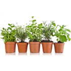 Planta Ervas Aromáticas Pote 15