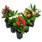 Planta Euphorbia Milii Miliana PT06