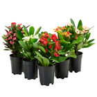 Planta Euphorbia Milii Miliana PT06