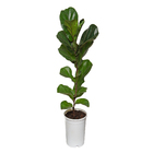 Planta Ficus Lyrata Bambino Compacto PT17