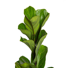 Planta Ficus Lyrata Bambino Compacto PT17