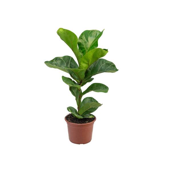 Planta Ficus lyrata Bambino pote 15