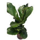 Planta Ficus Lyrata Pote 17