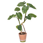 Planta Filodendro Médio Verde Grillo