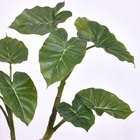 Planta Filodendro Médio Verde Grillo