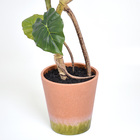 Planta Filodendro Médio Verde Grillo