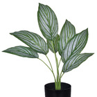 Planta Folhas Zebra Pequeno Verde Grillo